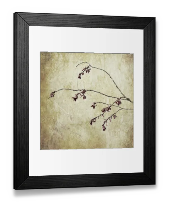 Framed Print : USA, Washington, Seabeck. Plum tree branch with spring buds Framed Print : USA, Washington, Seabeck. Plum tree branch with spring buds
