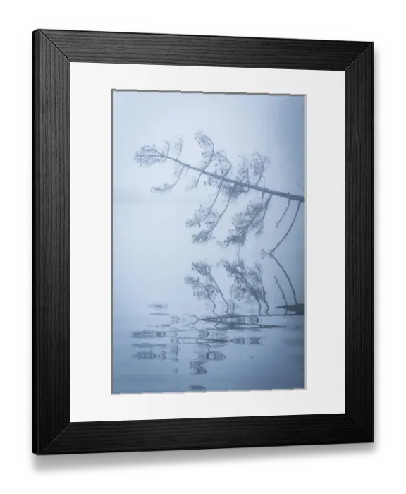Framed Print : USA, Washington, Seabeck. Fallen fir tree and morning fog on Hood Canal. Credit as Framed Print : USA, Washington, Seabeck. Fallen fir tree and morning fog on Hood Canal. Credit as