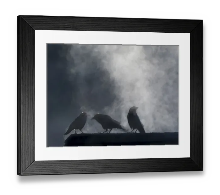 Framed Print : USA, Washington, Seabeck. Crows backlit with steam coming from sun on roof top. Credit as Framed Print : USA, Washington, Seabeck. Crows backlit with steam coming from sun on roof top. Credit as