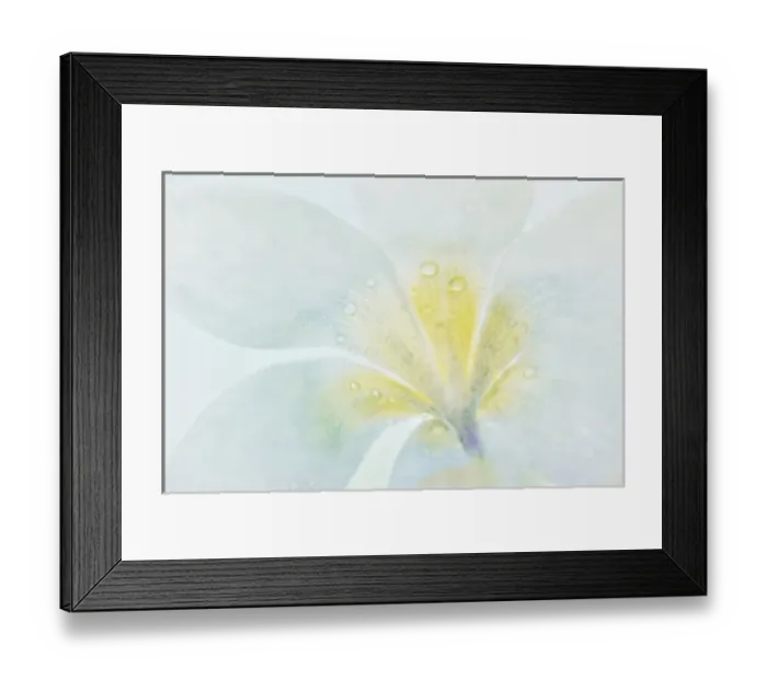 Framed Print : USA, Washington, Seabeck. Crocus blossom detail Framed Print : USA, Washington, Seabeck. Crocus blossom detail