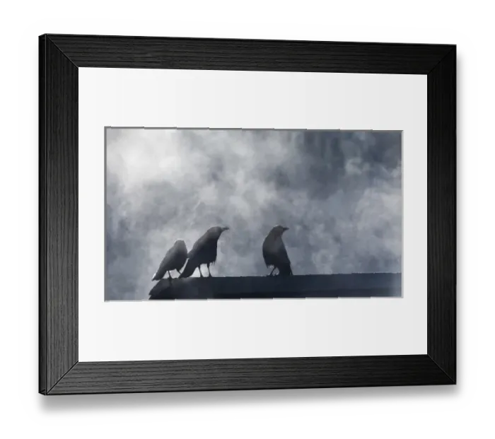 Framed Print : USA, Washington, Seabeck. Crows backlit with steam coming from sun on roof top. Credit as Framed Print : USA, Washington, Seabeck. Crows backlit with steam coming from sun on roof top. Credit as