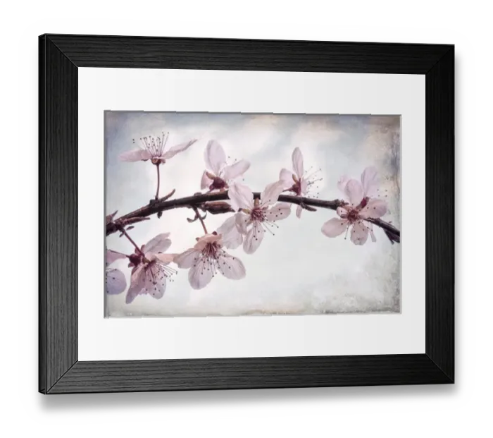 Framed Print : USA, Washington, Seabeck. Flowering plum blossoms Framed Print : USA, Washington, Seabeck. Flowering plum blossoms