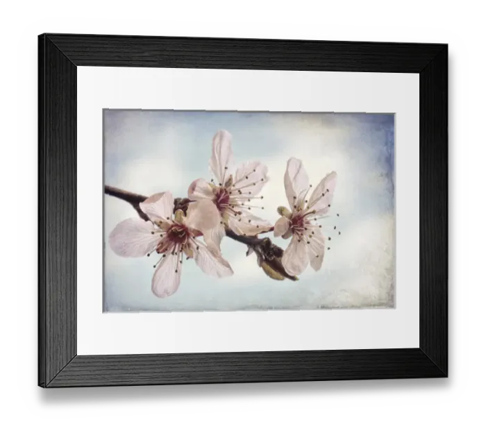 Framed Print : USA, Washington, Seabeck. Flowering plum blossoms