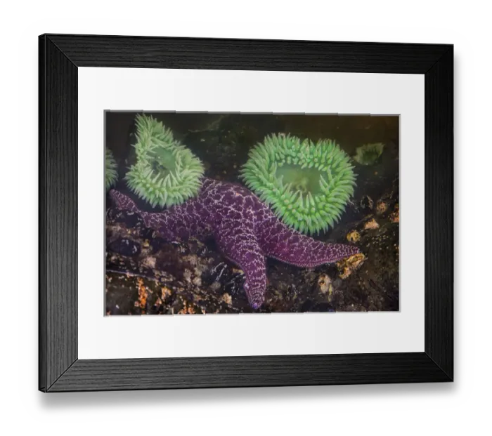 Framed Print : USA, Washington, Rialto Beach. Close-up of giant green anemones and purple starfish