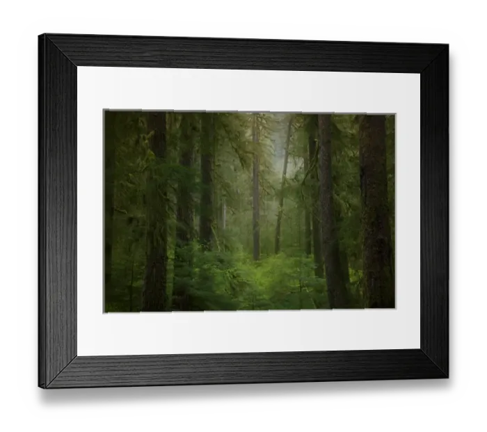 Framed Print : USA, Washington, Olympic National Park. Western hemlock trees in rainforest. Credit as