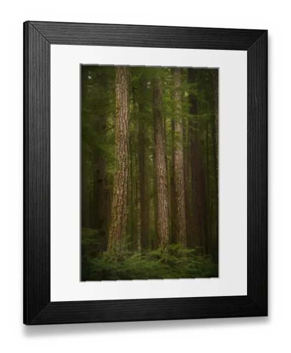 Framed Print : USA, Washington, Olympic National Park. Western hemlock trees in rainforest. Credit as Framed Print : USA, Washington, Olympic National Park. Western hemlock trees in rainforest. Credit as