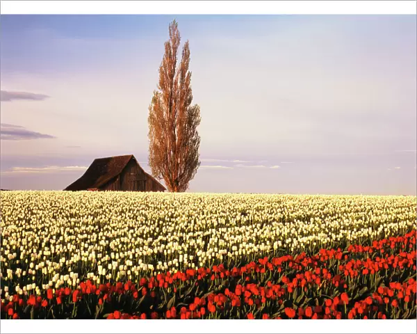 USA, Washington State, Skagit Valley, Red and white tulip field with barn and poplar