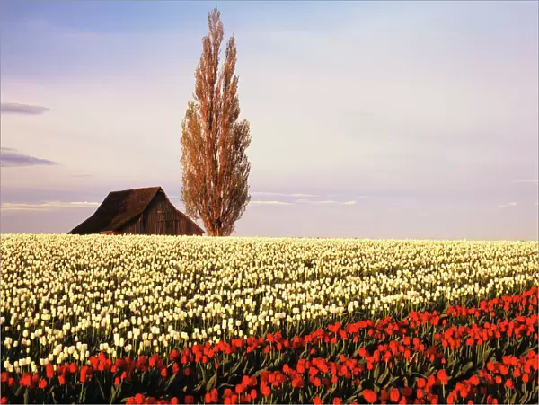 USA, Washington State, Skagit Valley, Red and white tulip field with barn and poplar