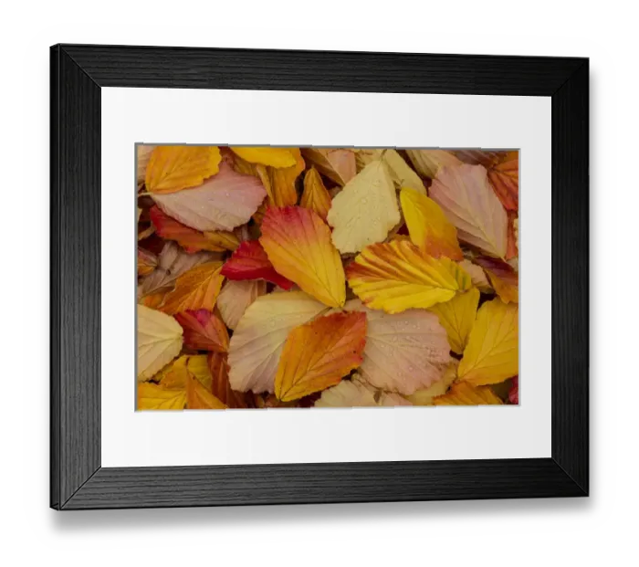 Framed Print : USA, Washington, Seabeck. Witch-hazel leaves in autumn colors Framed Print : USA, Washington, Seabeck. Witch-hazel leaves in autumn colors