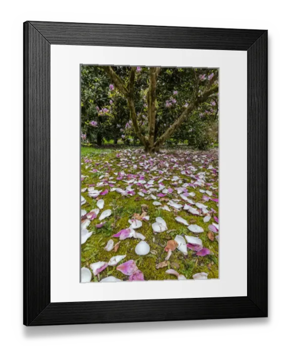 Framed Print : Magnolia trees flowering in spring at the Arboretum in Seattle, Washington, USA