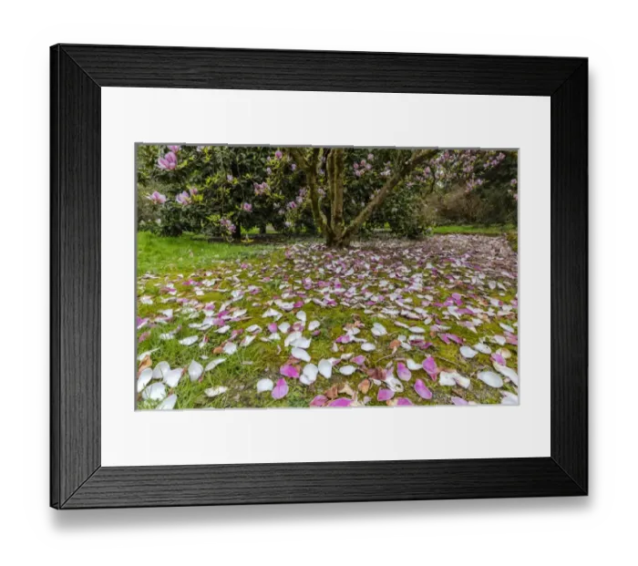 Framed Print : Magnolia trees flowering in spring at the Arboretum in Seattle, Washington, USA Framed Print : Magnolia trees flowering in spring at the Arboretum in Seattle, Washington, USA