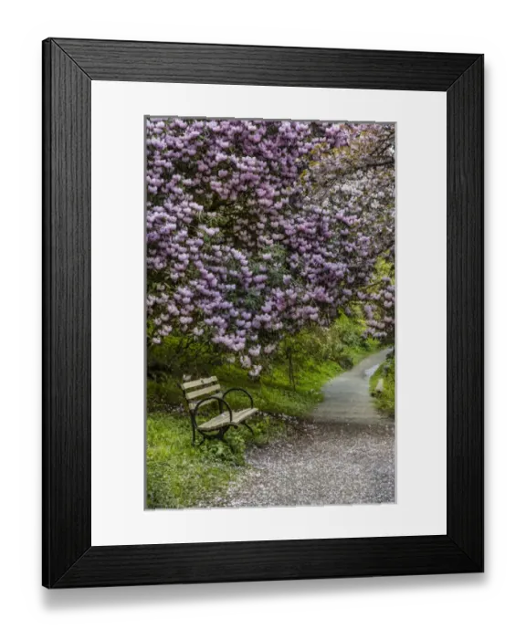 Framed Print : Park bench along trail with blooms at the Arboretum in Seattle, Washington, USA Framed Print : Park bench along trail with blooms at the Arboretum in Seattle, Washington, USA