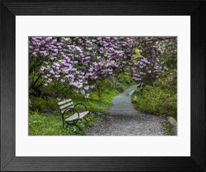 Framed Print : Park bench along trail with blooms at the Arboretum in Seattle, Washington, USA Framed Print : Park bench along trail with blooms at the Arboretum in Seattle, Washington, USA