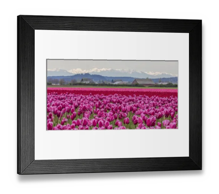 Framed Print : Commercial tulip field in bloom in spring in the Skagit Valley, Washington, USA