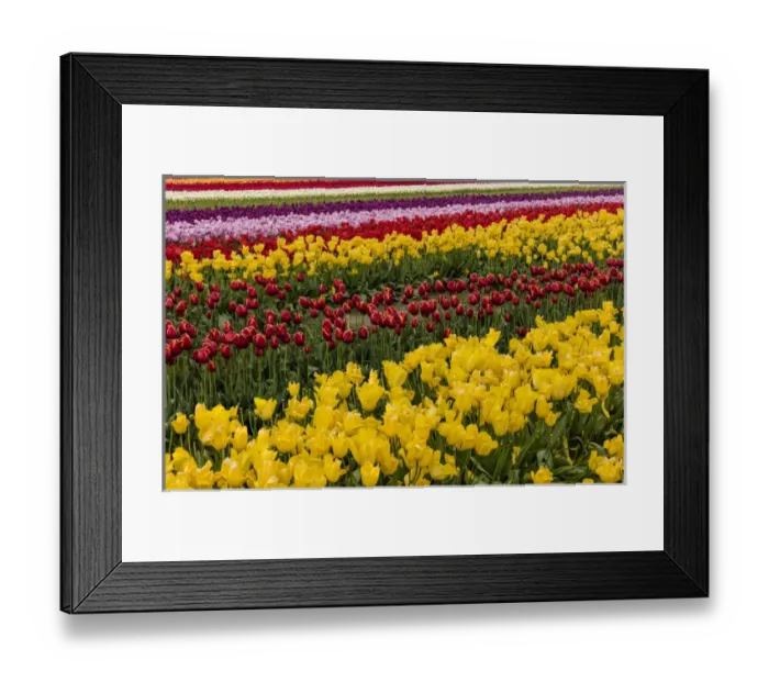 Framed Print : Commercial tulip field in bloom in spring in the Skagit Valley, Washington, USA Framed Print : Commercial tulip field in bloom in spring in the Skagit Valley, Washington, USA