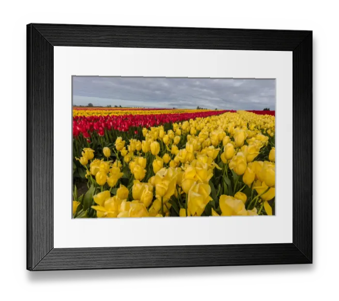 Framed Print : Commercial tulip field in bloom in spring in the Skagit Valley, Washington, USA