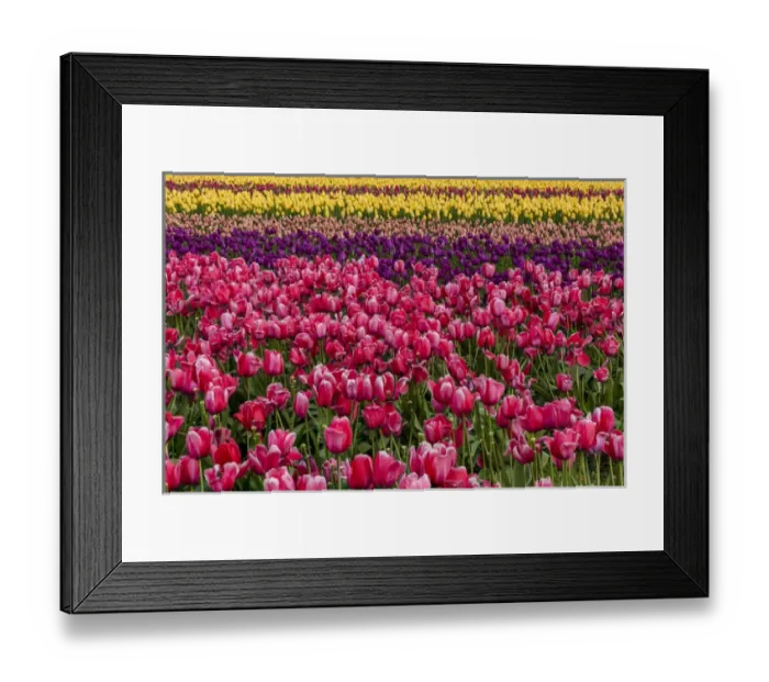 Framed Print : Commercial tulip field in bloom in spring in the Skagit Valley, Washington, USA Framed Print : Commercial tulip field in bloom in spring in the Skagit Valley, Washington, USA