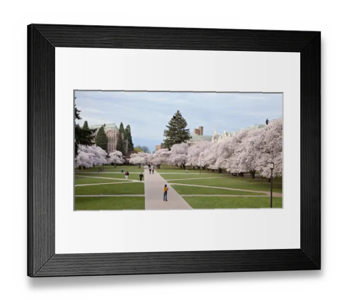 Framed Print : North America, USA, Washington, Seattle. Cherry trees on the University of Washington Framed Print : North America, USA, Washington, Seattle. Cherry trees on the University of Washington