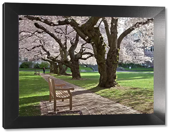 North America, USA, Washington, Seattle. Cherry trees on the University of Washington