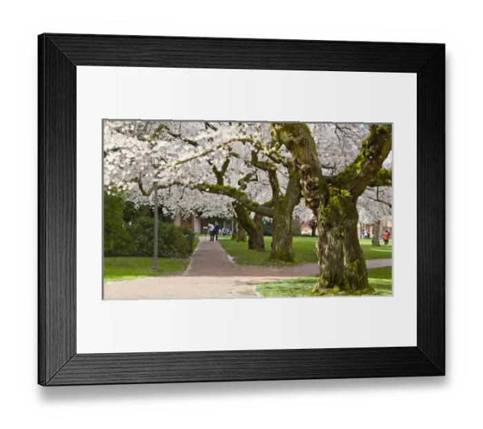 Framed Print : North America, USA, Washington, Seattle. Cherry trees on the University of Washington Framed Print : North America, USA, Washington, Seattle. Cherry trees on the University of Washington