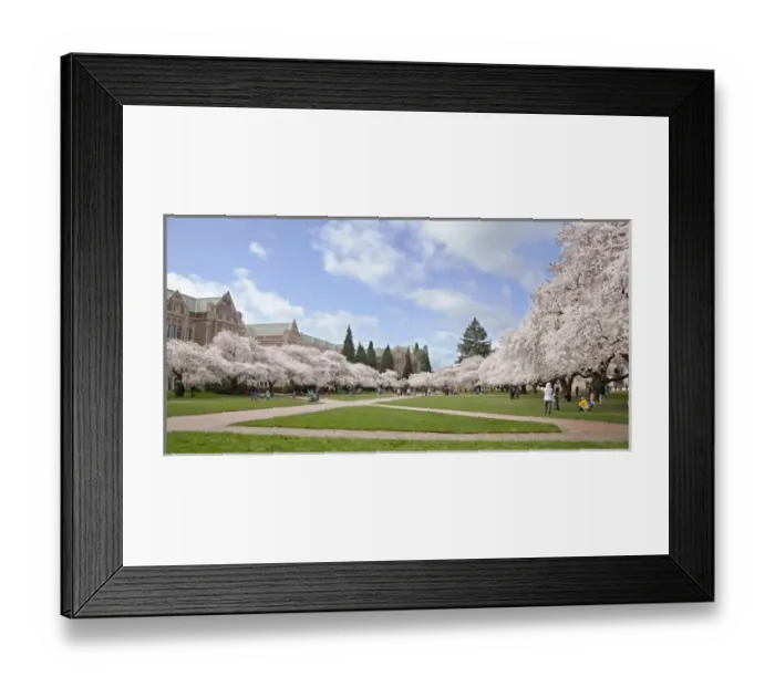 Framed Print : North America, USA, Washington, Seattle. Cherry trees on the University of Washington Framed Print : North America, USA, Washington, Seattle. Cherry trees on the University of Washington