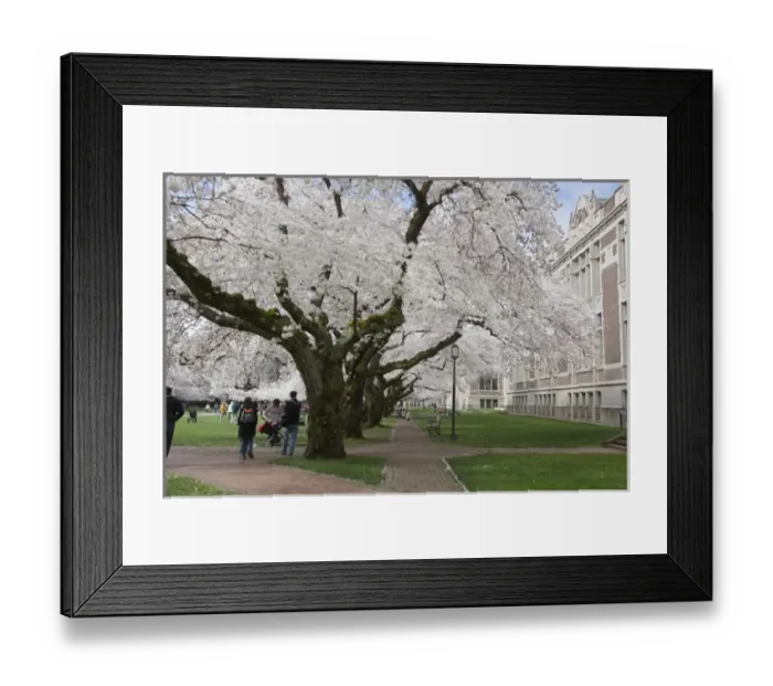 Framed Print : North America, USA, Washington, Seattle. Cherry trees on the University of Washington Framed Print : North America, USA, Washington, Seattle. Cherry trees on the University of Washington