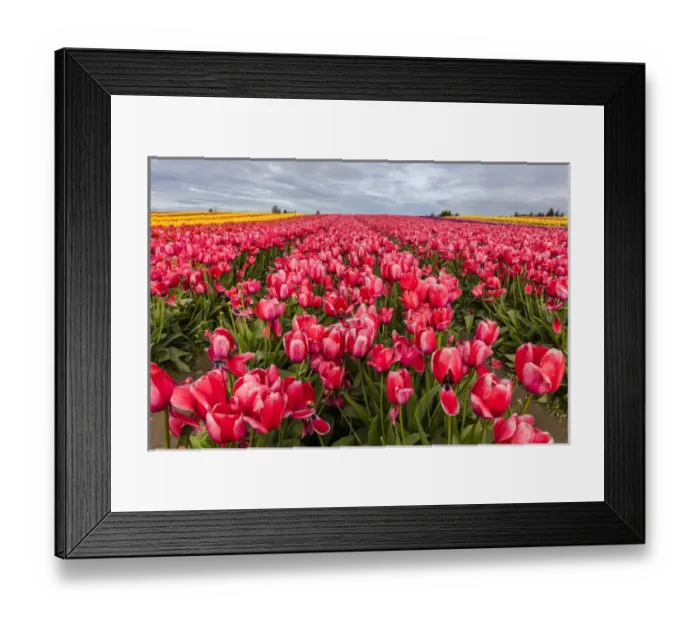 Framed Print : Commercial tulip field in bloom in spring in the Skagit Valley, Washington, USA Framed Print : Commercial tulip field in bloom in spring in the Skagit Valley, Washington, USA
