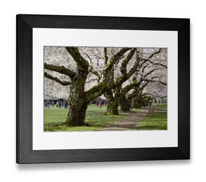 Framed Print : North America, USA, Washington, Seattle. Cherry trees on the University of Washington Framed Print : North America, USA, Washington, Seattle. Cherry trees on the University of Washington