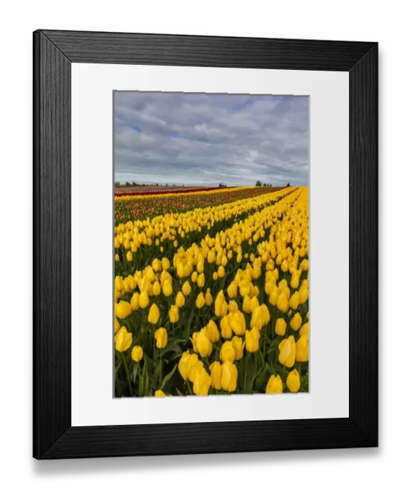 Framed Print : Commercial tulip field in bloom in spring in the Skagit Valley, Washington, USA Framed Print : Commercial tulip field in bloom in spring in the Skagit Valley, Washington, USA