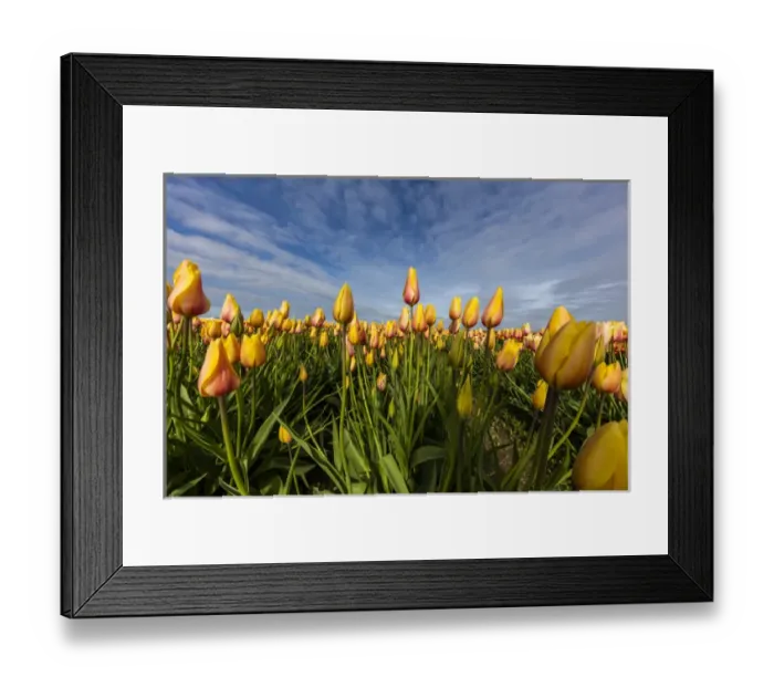 Framed Print : Commercial tulip field in bloom in spring in the Skagit Valley, Washington, USA Framed Print : Commercial tulip field in bloom in spring in the Skagit Valley, Washington, USA
