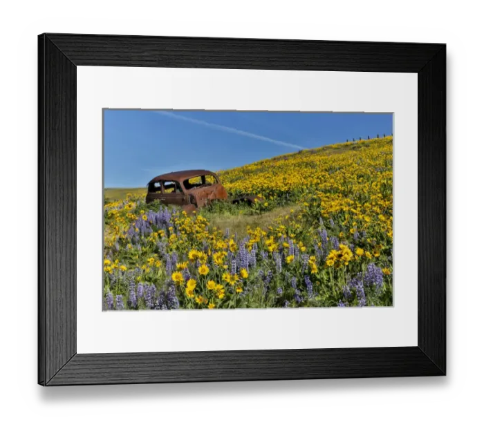 Framed Print : Old abandoned car, Spingtime bloom with mass fields of Lupine, Arrow Leaf Balsalmroot