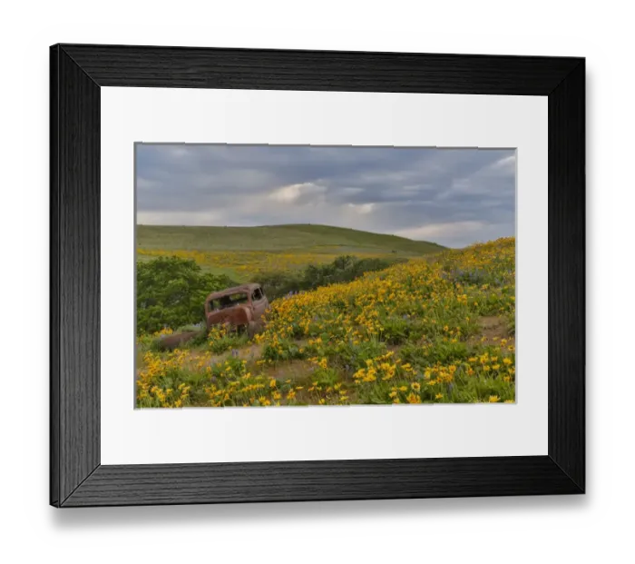 Framed Print : Old abandoned car, Spingtime bloom with mass fields of Lupine, Arrow Leaf Balsalmroot
