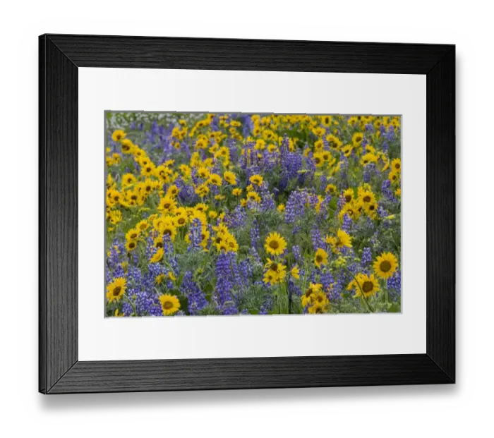Framed Print : Spingtime bloom with mass fields of Lupine, Arrow Leaf Balsalmroot near Dalles Mountain State Park