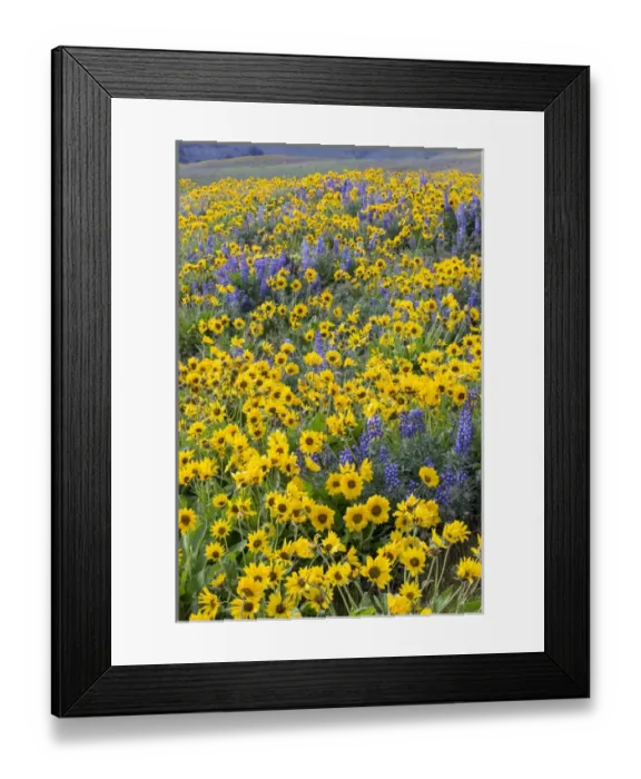 Framed Print : Spingtime bloom with mass fields of Lupine, Arrow Leaf Balsalmroot near Dalles Mountain State Park