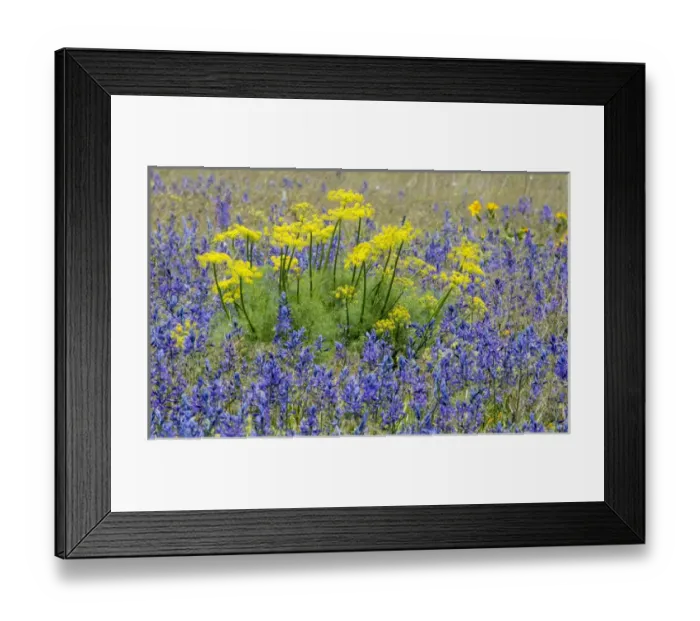 Framed Print : Camas and Sweet Fennel in colorful springtime bloom near Klickitat, Washington Framed Print : Camas and Sweet Fennel in colorful springtime bloom near Klickitat, Washington