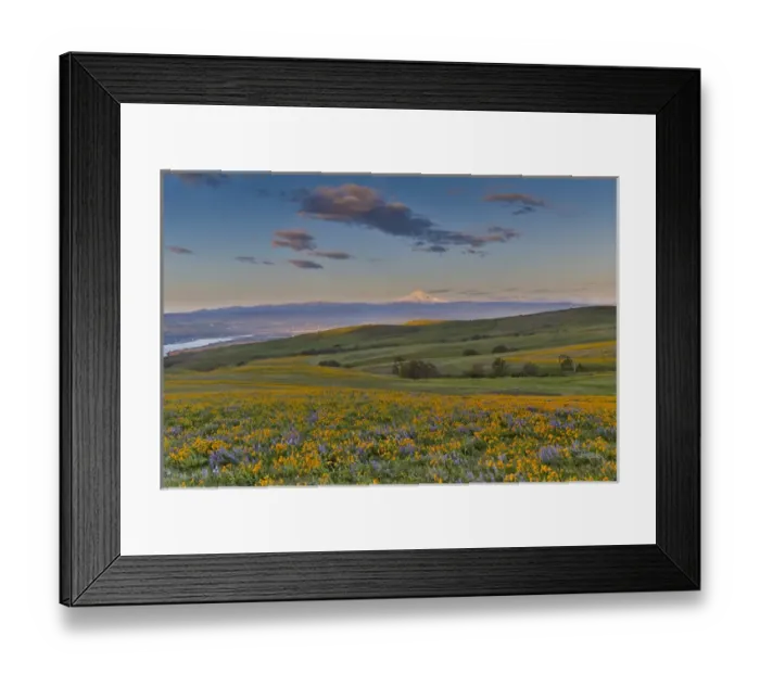 Framed Print : Sunrise and Mt. Hood Spingtime bloom with mass fields of Lupine, Arrow Leaf Balsalmroot Framed Print : Sunrise and Mt. Hood Spingtime bloom with mass fields of Lupine, Arrow Leaf Balsalmroot