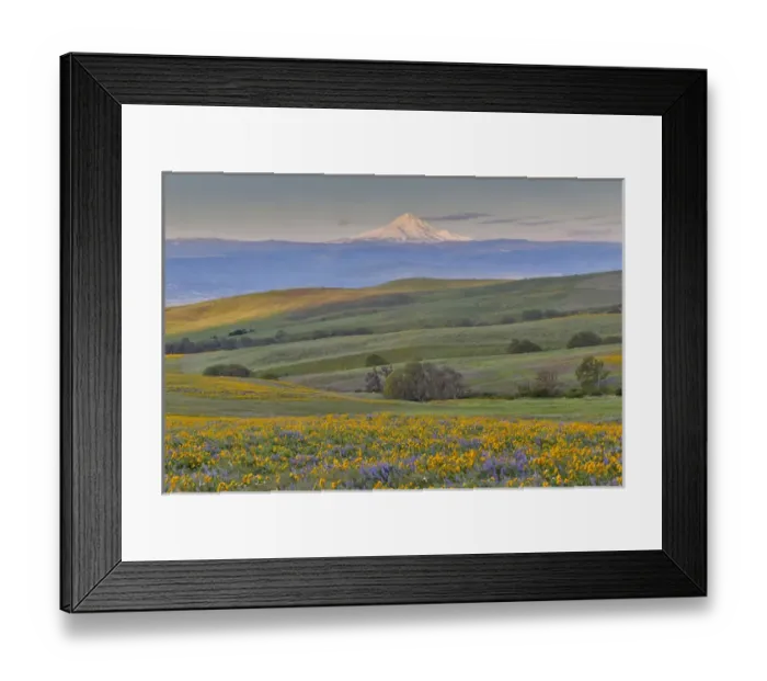 Framed Print : Sunrise and Mt. Hood Spingtime bloom with mass fields of Lupine, Arrow Leaf Balsalmroot Framed Print : Sunrise and Mt. Hood Spingtime bloom with mass fields of Lupine, Arrow Leaf Balsalmroot