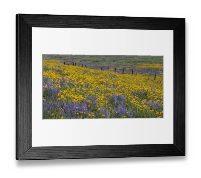 Framed Print : Spingtime bloom with mass fields of Lupine, Arrow Leaf Balsalmroot near Dalles Mountain