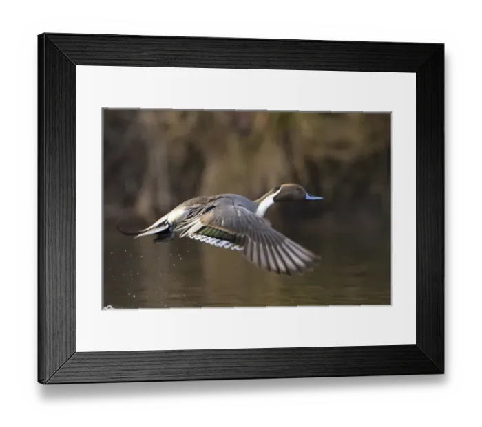 Framed Print : USA, Washington State. Male Northern Pintail (Anas acuta) takes flight from a pond Framed Print : USA, Washington State. Male Northern Pintail (Anas acuta) takes flight from a pond