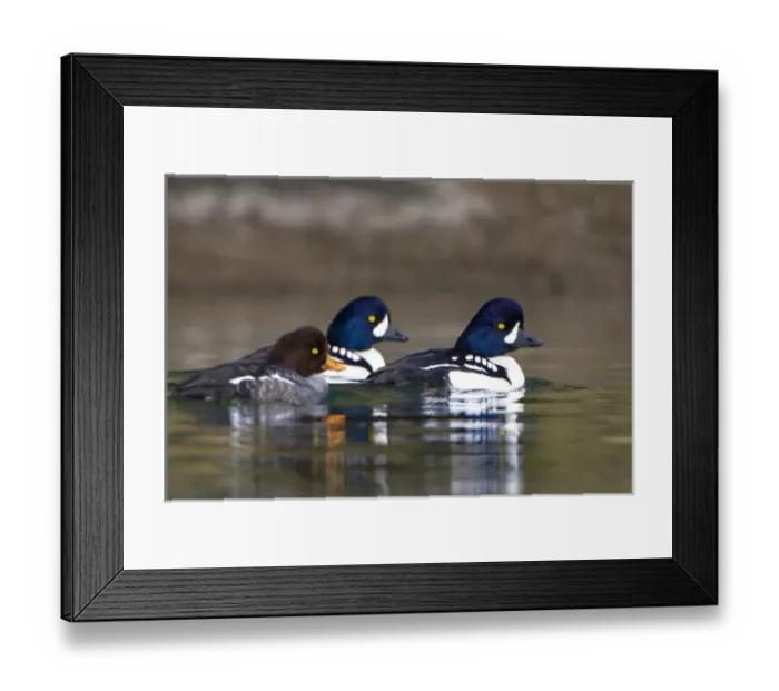 Framed Print : USA. Barrows Goldeneye (Bucephala islandica) female and males on a saltwater