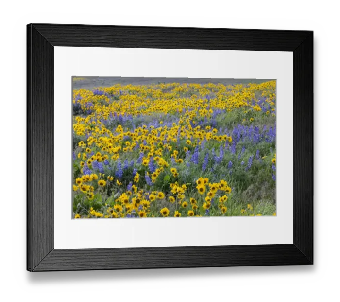 Framed Print : Spingtime bloom with mass fields of Lupine, Arrow Leaf Balsalmroot near Dalles Mountain Framed Print : Spingtime bloom with mass fields of Lupine, Arrow Leaf Balsalmroot near Dalles Mountain