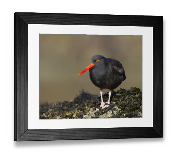 Framed Print : USA. Black Oystercatcher (Haematopus moquini) in the intertidal on a saltwater bay Framed Print : USA. Black Oystercatcher (Haematopus moquini) in the intertidal on a saltwater bay