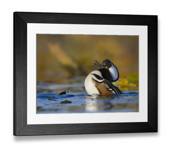 Framed Print : USA, Washington State. Male Hooded Merganser (Lophodytes cucullatus) displaying Framed Print : USA, Washington State. Male Hooded Merganser (Lophodytes cucullatus) displaying