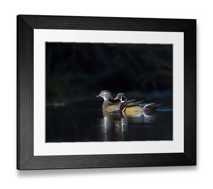 Framed Print : USA, Washington State. Sunlit male and female Wood Ducks (Aix sponsa) in breeding plumage on a calm Framed Print : USA, Washington State. Sunlit male and female Wood Ducks (Aix sponsa) in breeding plumage on a calm