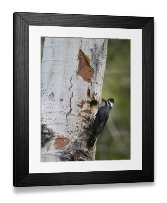 Framed Print : USA, Washington State. A male Williamsons Sapsucker (Sphyrapicus thyroideus) at its nesthole
