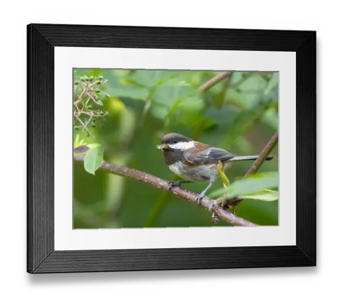 Framed Print : USA, Washington State. A Chestnut-backed Chickadee (Poecile rufescens) perches an Framed Print : USA, Washington State. A Chestnut-backed Chickadee (Poecile rufescens) perches an