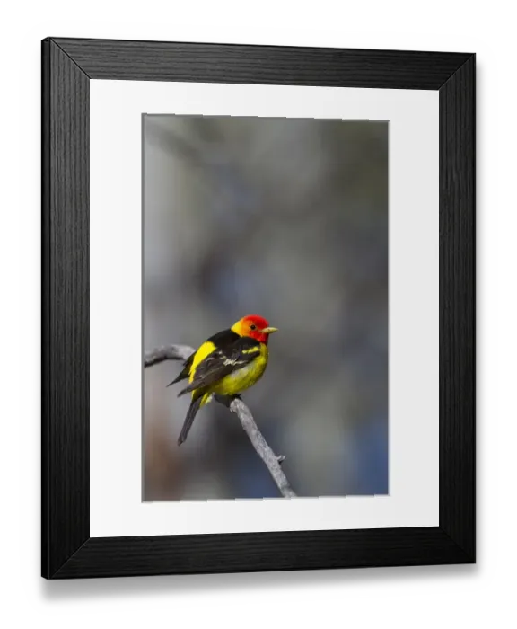 Framed Print : USA, Washington State. A male breeding plumage Wester Tanager (Piranga ludoviciana)