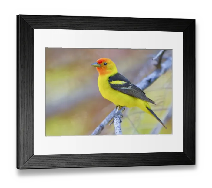 Framed Print : USA, Washington State. A male breeding plumage Wester Tanager (Piranga ludoviciana)