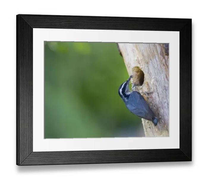 Framed Print : USA, Washington State. A red-brested nuthatch (Sitta canadensis) at a backyard nesthole Framed Print : USA, Washington State. A red-brested nuthatch (Sitta canadensis) at a backyard nesthole