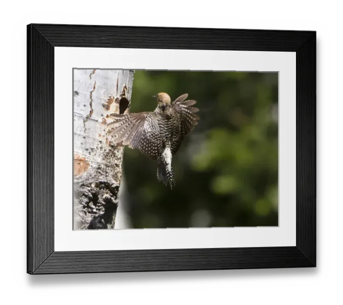 Framed Print : USA, Washington State. A female Williamsons Sapsucker (Sphyrapicus thyroideus) Framed Print : USA, Washington State. A female Williamsons Sapsucker (Sphyrapicus thyroideus)
